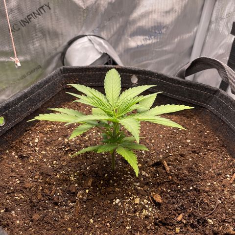 1. Laughing Buddha growlog timeline photo