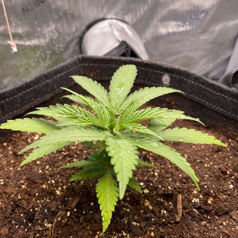 1. Laughing Buddha growlog photo: Looking better