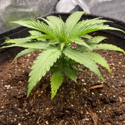 1. Laughing Buddha growlog photo:  Some discoloration in the top leaves raised the lamp
