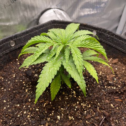 1. Laughing Buddha growlog timeline photo