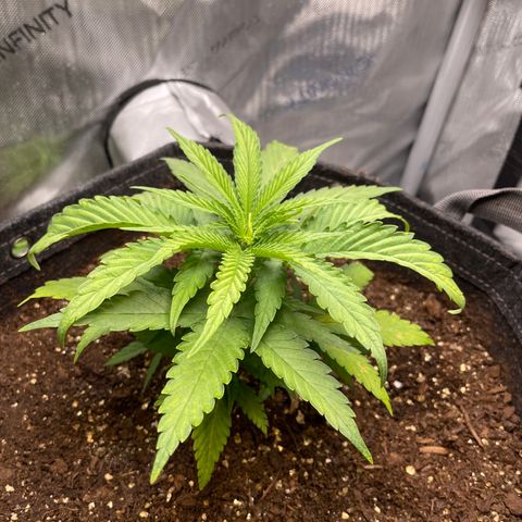 1. Laughing Buddha growlog timeline photo