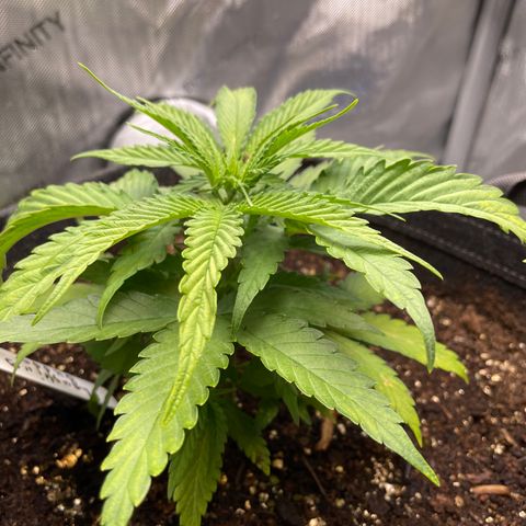 1. Laughing Buddha growlog timeline photo