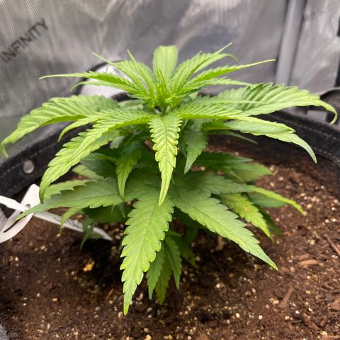 1. Laughing Buddha growlog photo:  Please looking a little scratic I’m thinking there might be an iron deficiency 