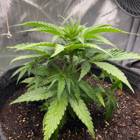 1. Laughing Buddha growlog timeline photo