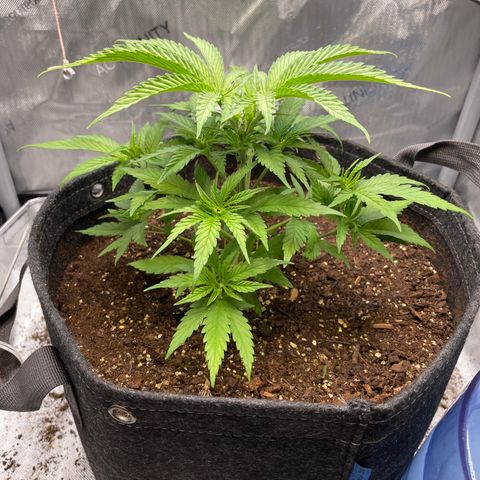 1. Laughing Buddha growlog photo:  Topped the plant and removed for big fan leaves