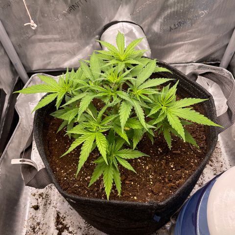 1. Laughing Buddha growlog photo: Removed top fan leaves
