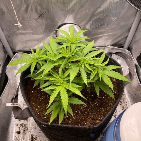 1. Laughing Buddha growlog timeline photo