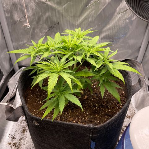 1. Laughing Buddha growlog timeline photo