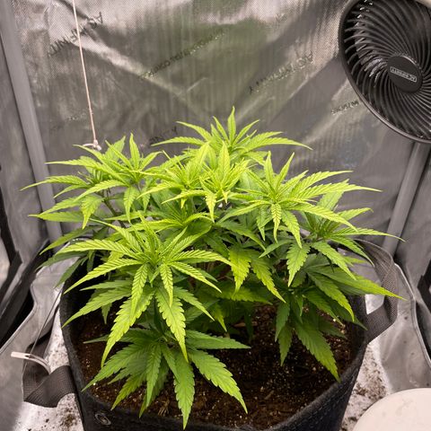 1. Laughing Buddha growlog photo:  Yellow leaves in the new growth particularly