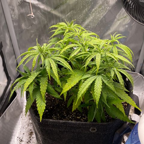 1. Laughing Buddha growlog timeline photo