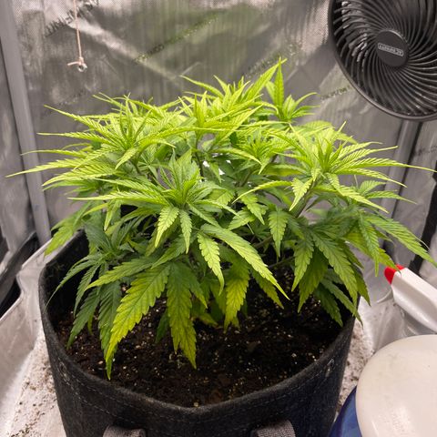 1. Laughing Buddha growlog photo:  Leaves are still yellow. Lower leaves are beginning to yellow worse at the ends