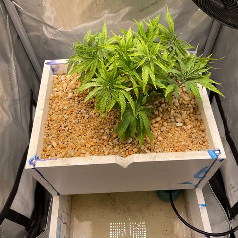 1. Laughing Buddha growlog photo:  Switched it to hydroponics