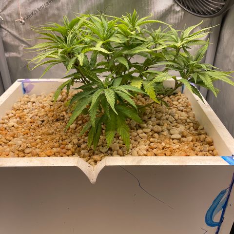 1. Laughing Buddha growlog photo:  Doesn’t seem to be too upset about being transplanted to the hydroponics.