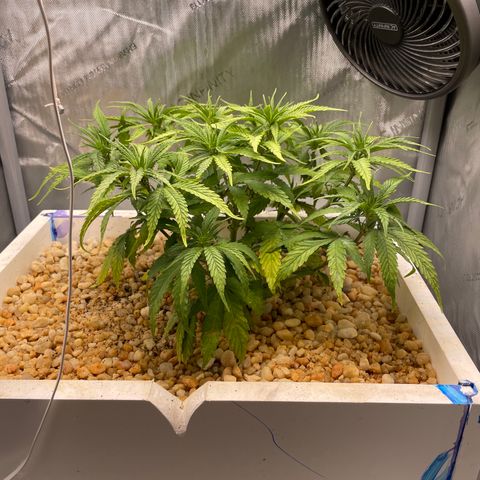 1. Laughing Buddha growlog photo:  Doesn’t seem to be suffering from the transplant too badly