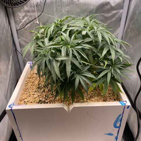 1. Laughing Buddha growlog timeline photo
