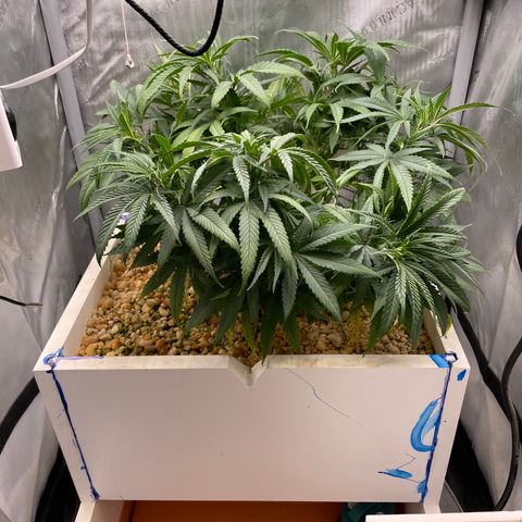 1. Laughing Buddha growlog photo:  Heard one of the branches crack when I push them over.
