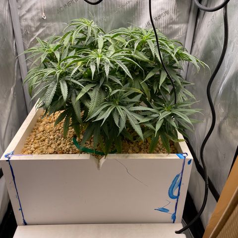 1. Laughing Buddha growlog timeline photo