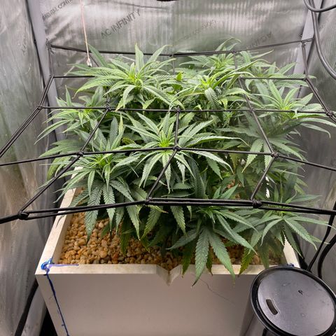 1. Laughing Buddha growlog photo:  The circulation  fan is broken but the humidity is working