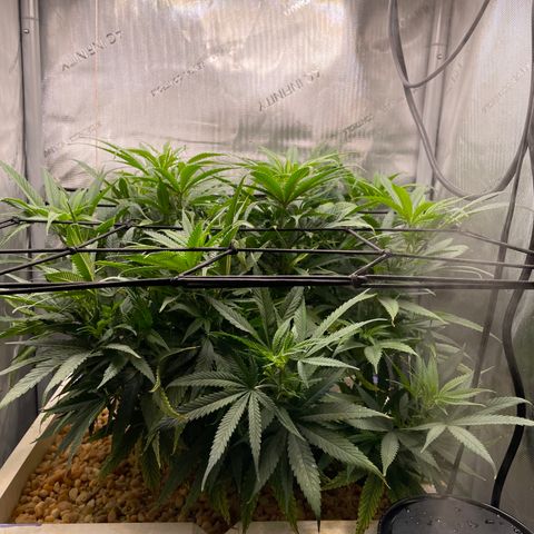1. Laughing Buddha growlog timeline photo