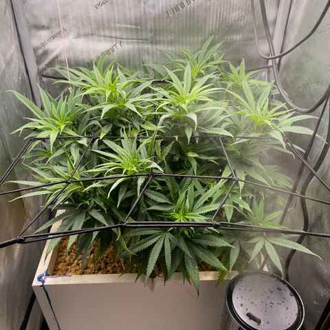 1. Laughing Buddha growlog timeline photo