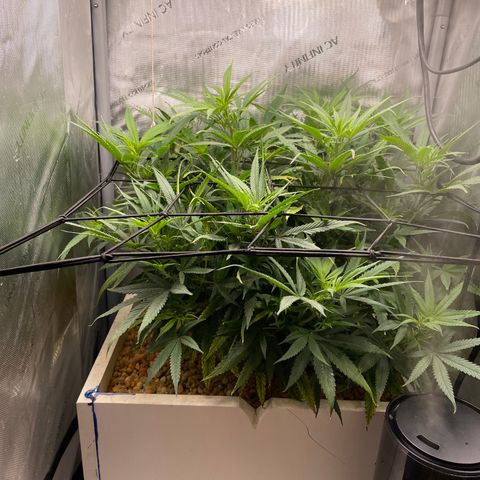 1. Laughing Buddha growlog timeline photo
