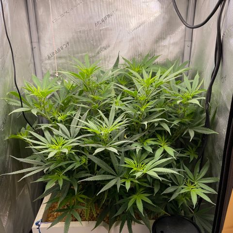 1. Laughing Buddha growlog timeline photo