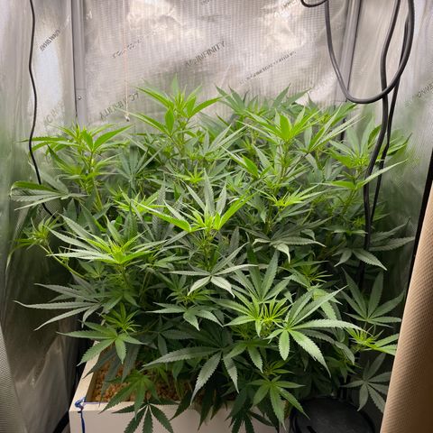 1. Laughing Buddha growlog photo:  Considering pruning the lower leaves
