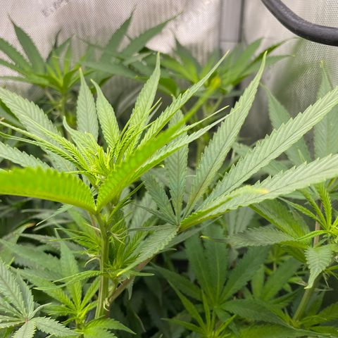 1. Laughing Buddha growlog photo:  It looks like she’s a girl 
