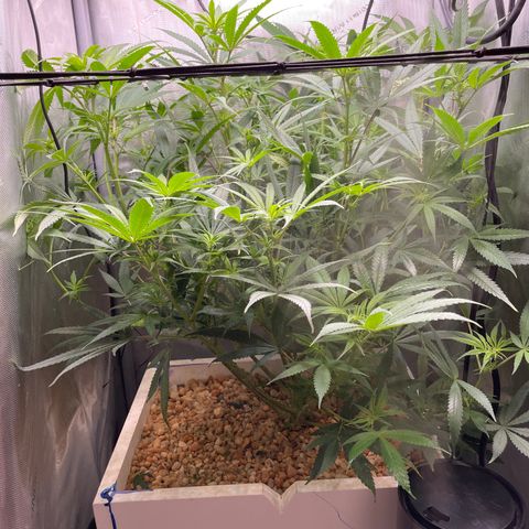 1. Laughing Buddha growlog photo:  Gave her a serious haircut