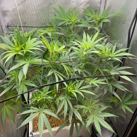 1. Laughing Buddha growlog timeline photo