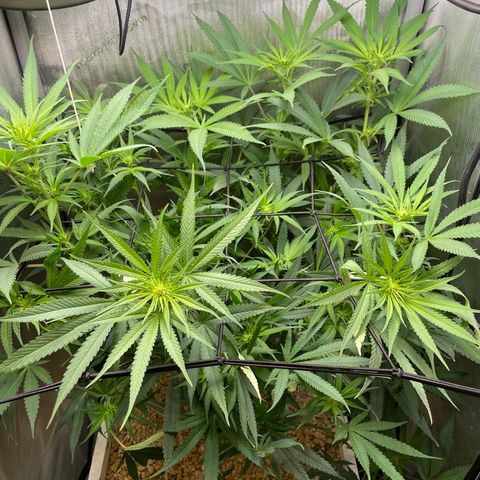 1. Laughing Buddha growlog photo: Bent everything over to room for lamp
