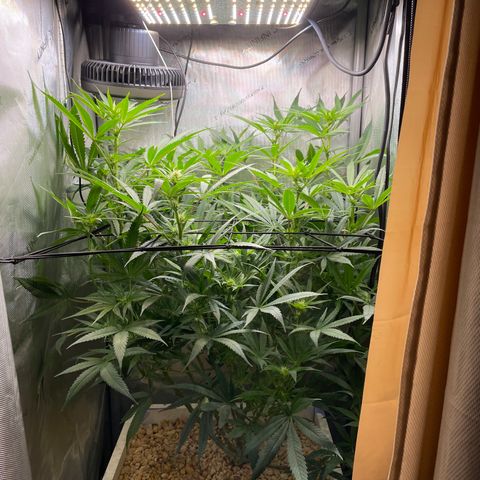 1. Laughing Buddha growlog photo:  Growing towards the limits of the tent