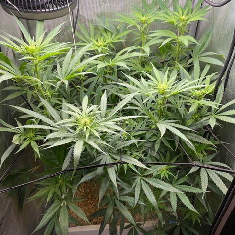 1. Laughing Buddha growlog timeline photo