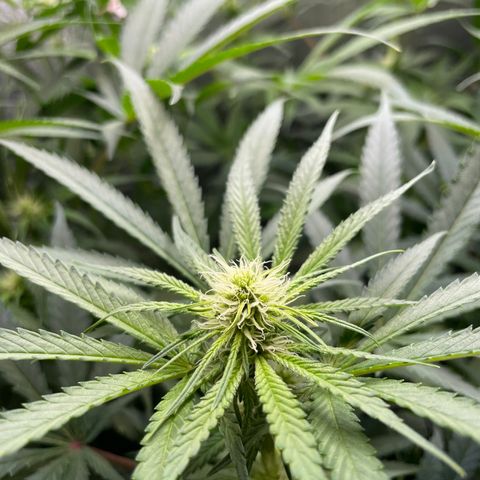 1. Laughing Buddha growlog timeline photo