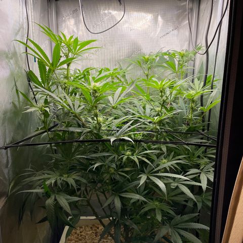 1. Laughing Buddha growlog timeline photo