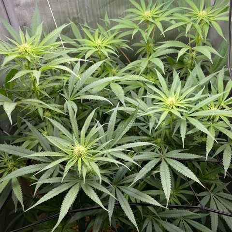 1. Laughing Buddha growlog timeline photo