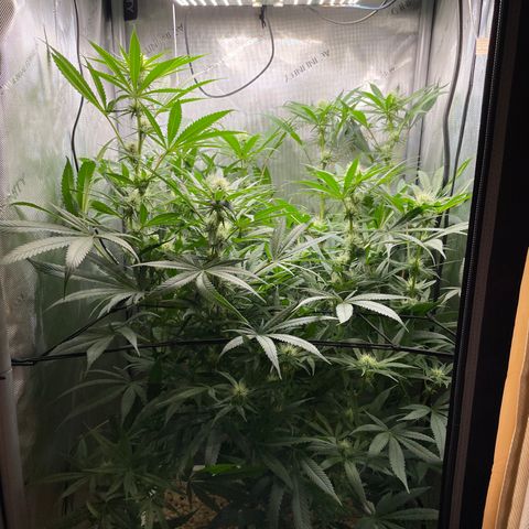 1. Laughing Buddha growlog timeline photo