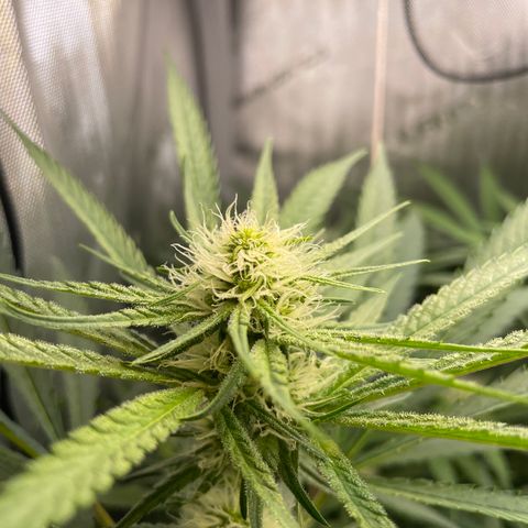 1. Laughing Buddha growlog timeline photo
