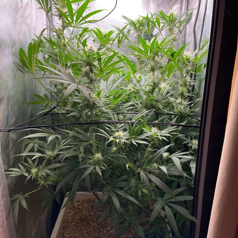 1. Laughing Buddha growlog timeline photo