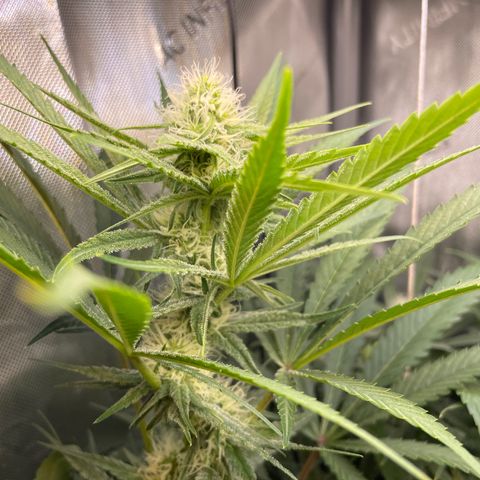1. Laughing Buddha growlog timeline photo