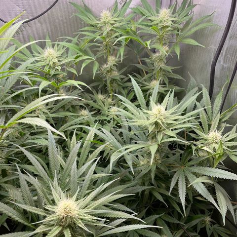1. Laughing Buddha growlog timeline photo