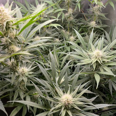 1. Laughing Buddha growlog photo:  Trimmed some of the fan leaves out of the middle to create more light lower