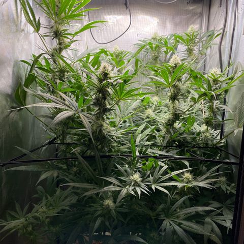 1. Laughing Buddha growlog timeline photo