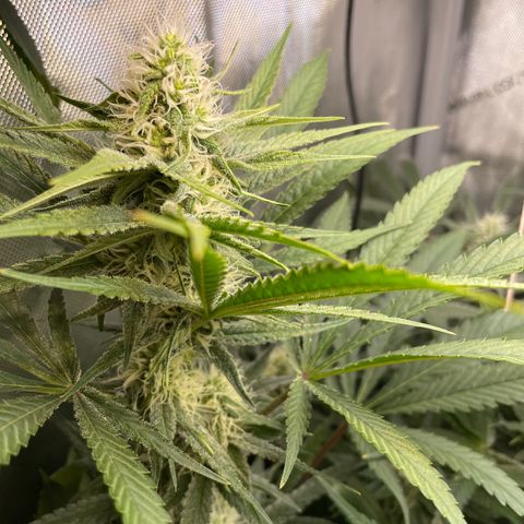 1. Laughing Buddha growlog timeline photo