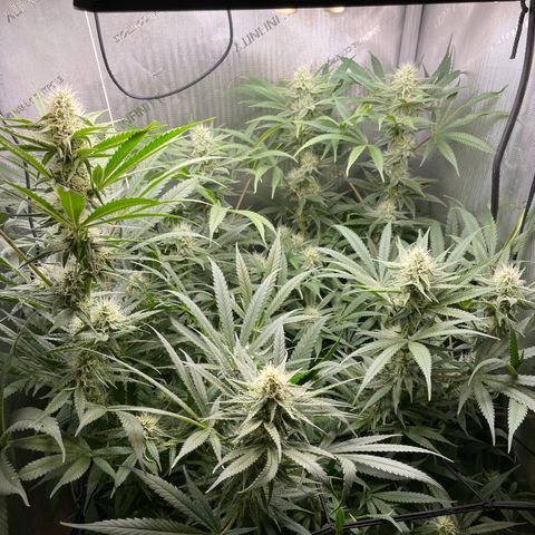 1. Laughing Buddha growlog timeline photo