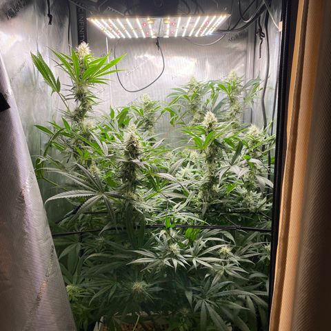 1. Laughing Buddha growlog timeline photo