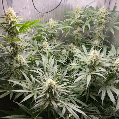 1. Laughing Buddha growlog timeline photo