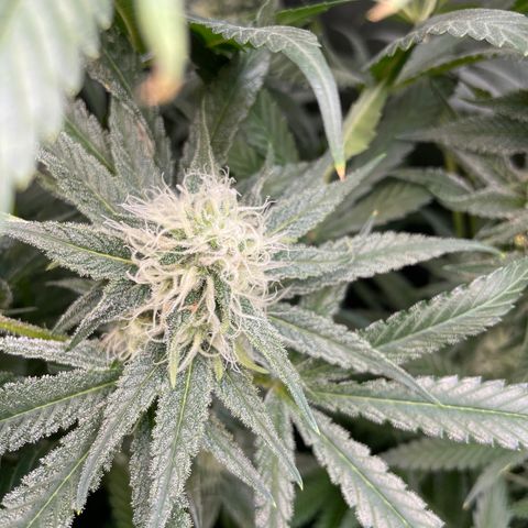 1. Laughing Buddha growlog timeline photo