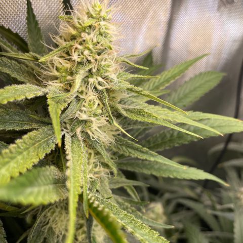 1. Laughing Buddha growlog timeline photo