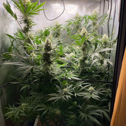 1. Laughing Buddha growlog timeline photo